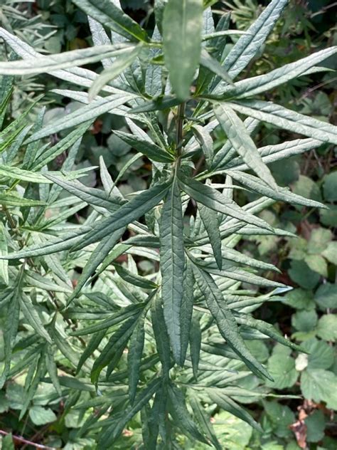 Chinese Mugwort Artemisia Verlotiorum