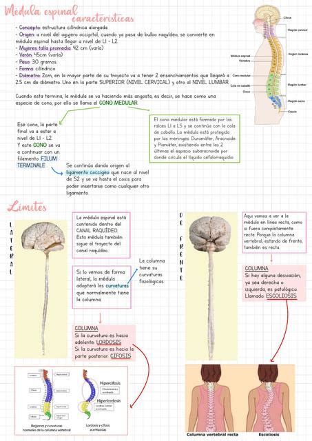 Médula Espinal Medapuntesconfernanda Udocz