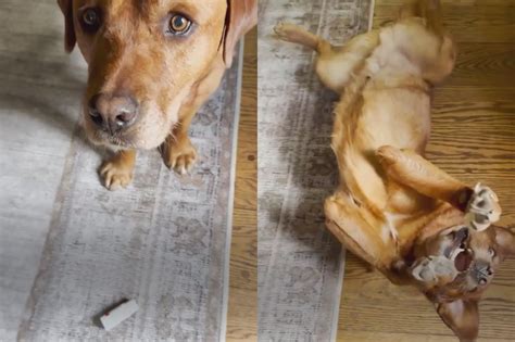 Pode Passar Talco Em Cachorro - Cachorro reprovado em escola de cães de serviço agora vive trazendo ...
