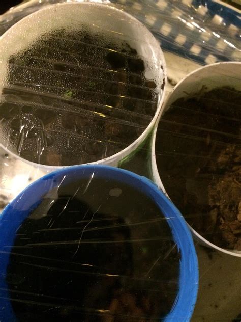 Question about coleus seedlings (in the comments). : r/plants
