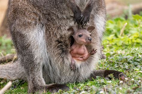 Two Wallaby Joeys Pop Out Of Their Moms Pouches For The First Time