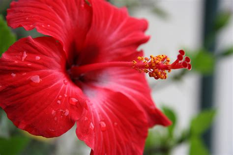 Conseils Sur Lentretien De Lhibiscus La Fontaine Fleurie