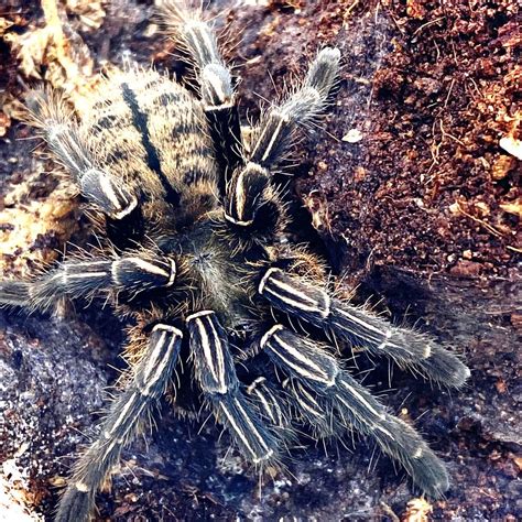 Zebra Thailand Bird Eating Tarantula