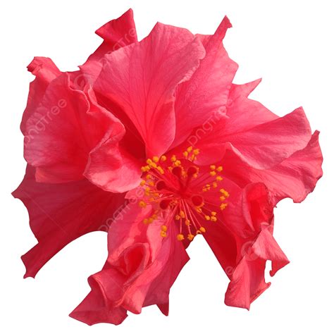 Imagen De Flor De Hibisco Png Png Hibiscus Flores Rojo Png Y Psd Para Descargar Gratis Pngtree