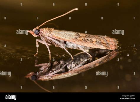 Indian Meal Moth Food Moth Plodia Interpunctella Stock Photo Alamy