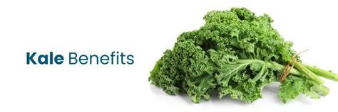 Kale Benefits Nutrient Dense Superfood For Optimal Health