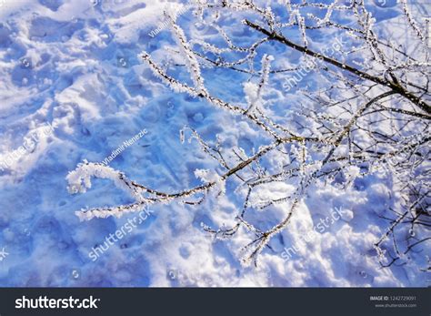 Naked Branches Bushes Trees Winter Note Stock Photo Edit Now