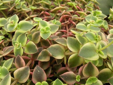 Crassula Pellucida Ssp Marginalis Variegated Roraima Nursery