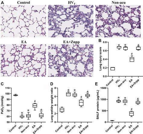 Electroacupuncture Attenuates Ventilator Induced Lung Injury By