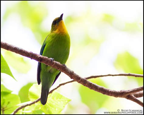 Birds from Palawan | | :: Birding Adventure Philippines | Guided birdwatching tours anywhere in ...