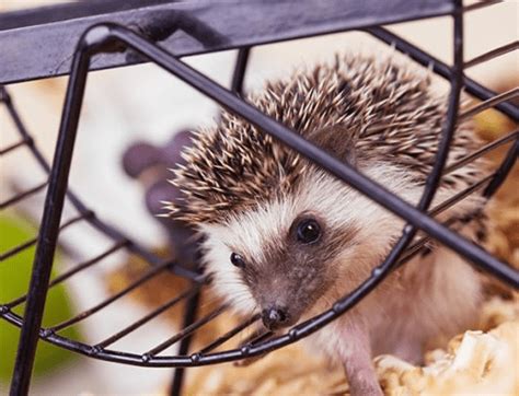 12 Best Hedgehog Cage Reviews 2020 | Big Hedgehog Cages