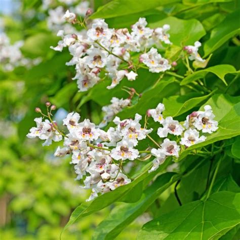 Catalpa Bignonioides Cm Kwiaty I Ro Liny Doniczkowe Cocaflora