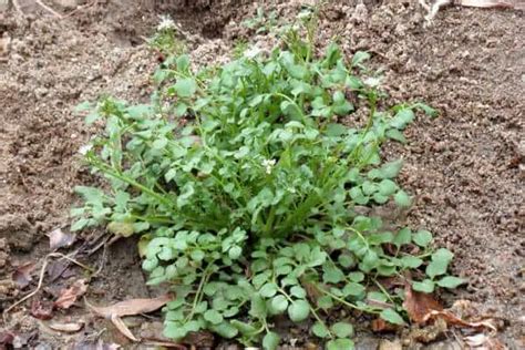 16 Common Types Of Weeds In Ohio With Pictures Home Cadet