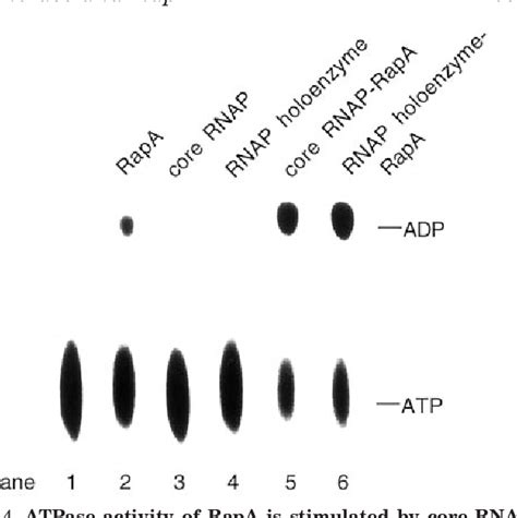 Figure 1 From Interaction Between RNA Polymerase And RapA A Bacterial