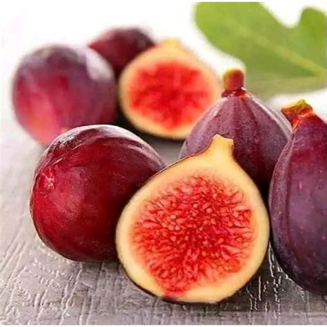 Jual Bibit Tanaman Buah Tin Ara Ficus Carica L Buah Merah Red