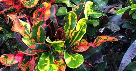 Croton Varieties Types Of Croton Plants For Home And Landscape