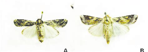 Fêmea A E Macho B Da Lagarta Preta Spodoptera Cosmioides Download Scientific Diagram