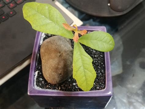 Which oak species is this seedling? : r/PlantIdentification