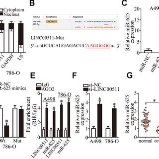 MiR 625 Upregulation Inhibits The Growth And Metastasis Of CcRCC Cells