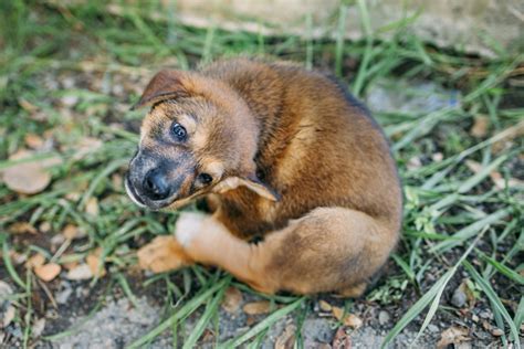 Ear Mites in Dogs: Symptoms, Causes, Natural Treatment