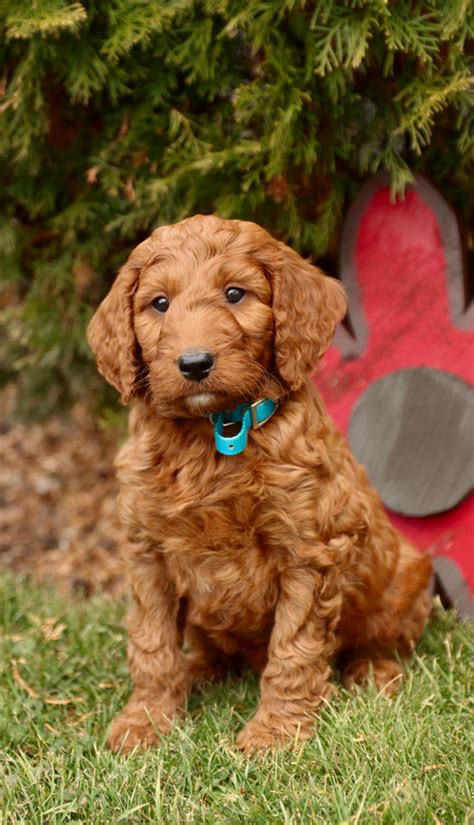 Irish Doodle Puppies for Sale | Buckeye Puppies