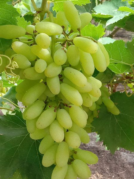 Natural Fresh Grapes Shelf Life 15 Days At Rs 150 1kg In Sangli