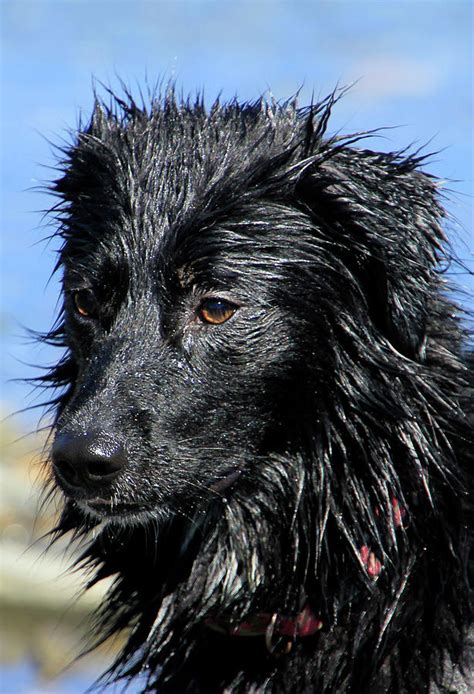 Wet Lab Photograph By Pauline Darrow Fine Art America