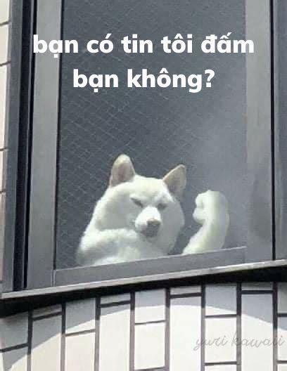 Chó Cơ Bắp Meme Trong 2022 Hài Hước Về Mèo Ảnh Vui Hài Hước Dog