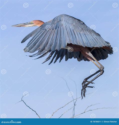 Goliath Or Giant Heron Flying Stock Image Image Of Giant Bird 78786011