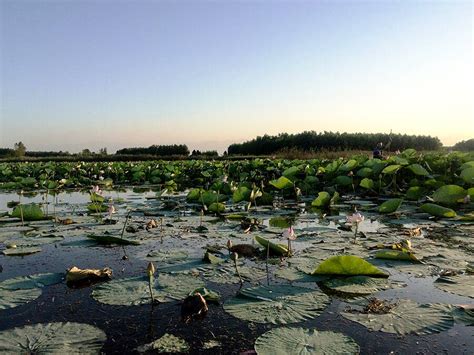 Anzali Lagoon Visit Iran