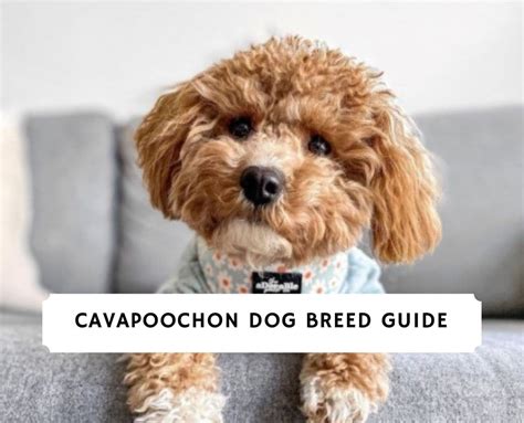 Cavapoochon Dog Breed Guide! (2024) - We Love Doodles