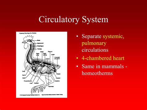 Bird Circulatory System