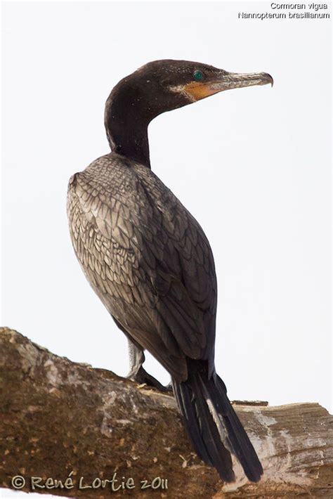 Neotropic Cormorant Phalacrocorax Brasilianus Adult Relo