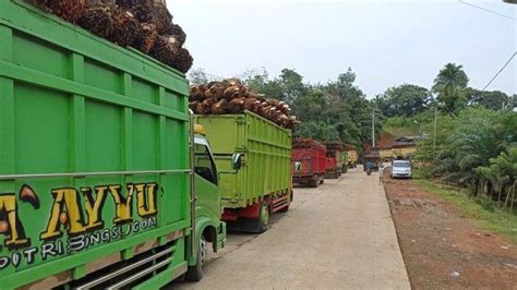 Harga Tbs Sawit Di Bengkulu Tengah Naik Rp Tertinggi Rp Per