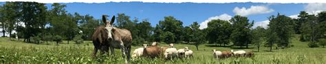 Katahdin Breeding Sheep | Phillips Family Farmstead