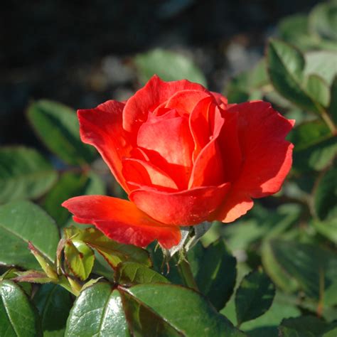 rosa easy  love livin easy livin easy rose ship  plants