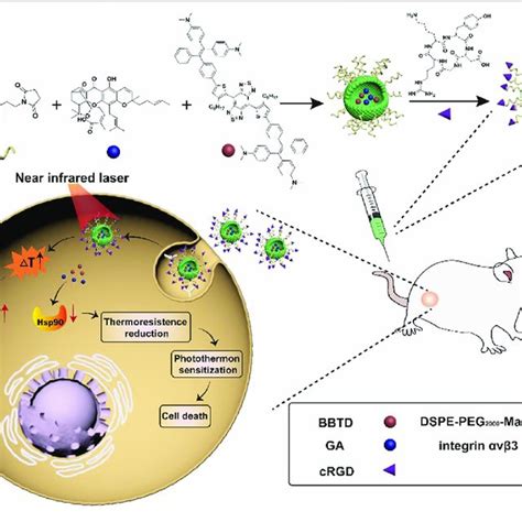 Schematic Illustration Of Synthesizing Bbtd Ga Peg Crgd