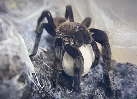 Life Cycle Of Tarantulas Spiders Web Hq