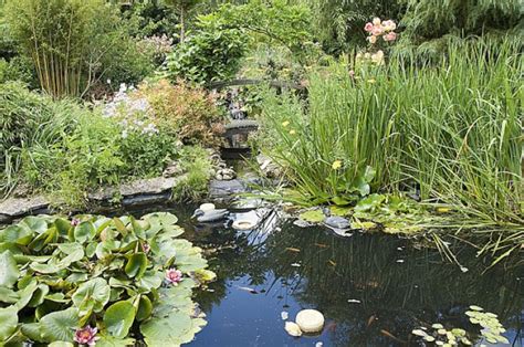 Plantes Aquatiques De Berges Materiel De Bassins