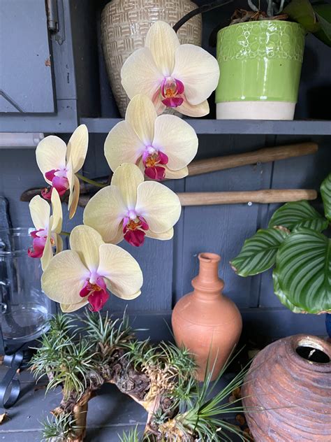 How Long Do Orchid Blooms Last Tips To Extend Lifespan