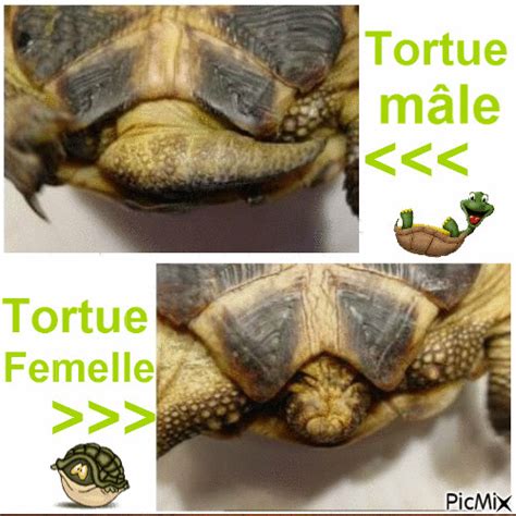 Tortue M Le Et Femelle