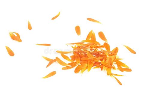 Petals of Marigold Flower Isolated on White Background, Top View. Calendula Flower Stock Image ...