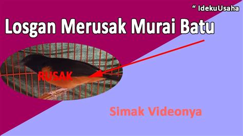 Losgan Merusak Murai Batu YouTube