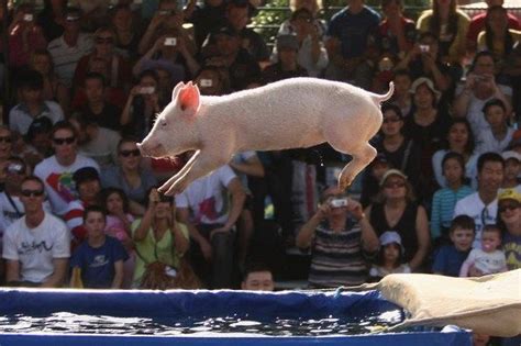 Jump Pig Races Pig Easter Show