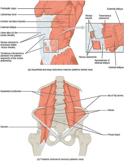 Atemhilfsmuskulatur Anatomie Und Funktion Lecturio