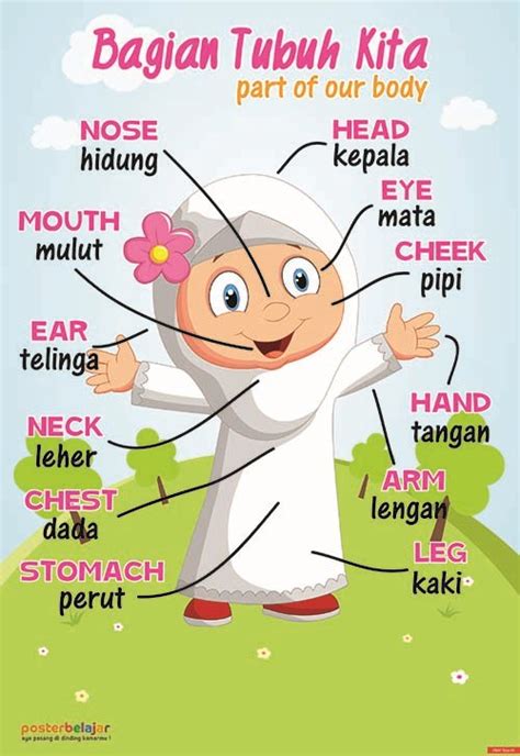 Gambar Anggota Tubuh Bahasa Inggris Pulp