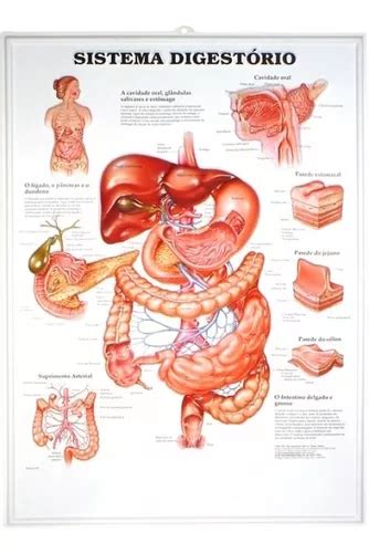 Pôster 3d Sistema Digestório Em Alto Relevo Mercadolivre