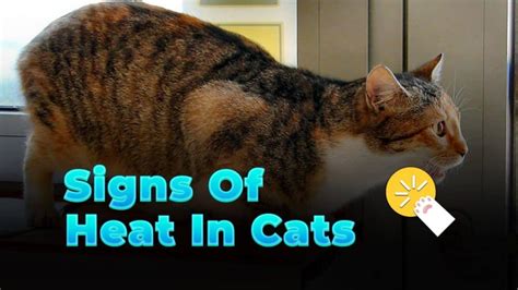 Signs of Heat in Cats