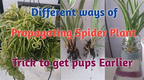 How To Propagate Spider Plant In Easiest Ways Propagation Of Spider Plant Youtube