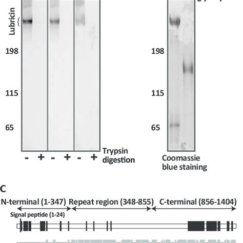 Accessibility And Characterization Of The Glycosylated Region Of